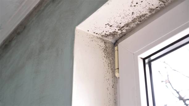Best Post-Construction Mold Inspection  in Grant, NE