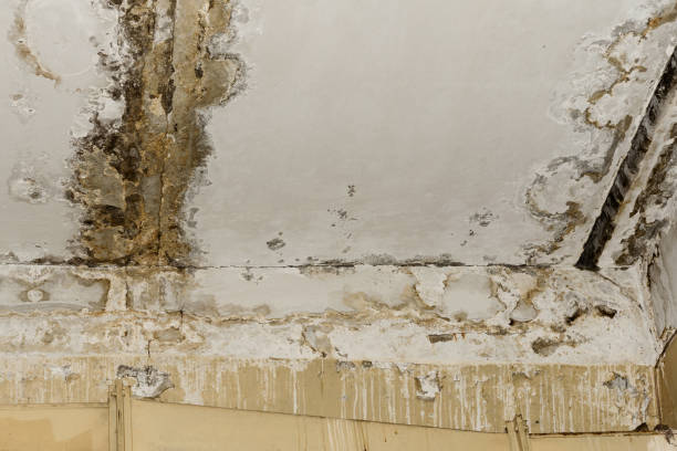 Best Emergency Mold Remediation  in Grant, NE