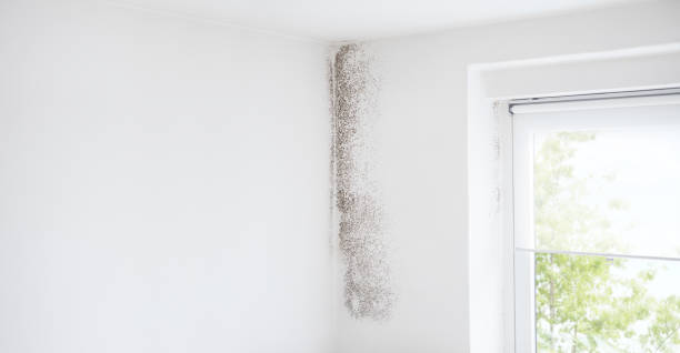Best Mold Damage Restoration  in Grant, NE
