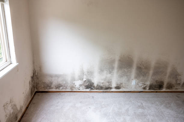  Grant, NE Mold Removal Pros