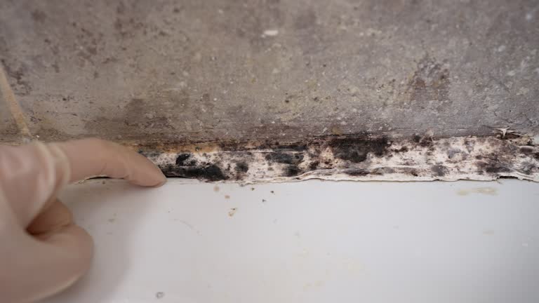 Reliable Grant, NE Mold Removal Solutions