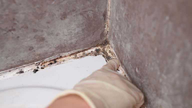 Best Residential Mold Inspection & Testing  in Grant, NE
