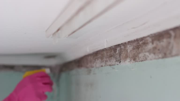 Mold Documentation for Insurance Claims in Grant, NE